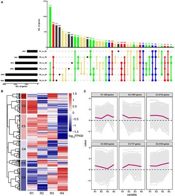 Integrated Transcriptomics and Widely Targeted Metabolomics Analyses Provide Insights Into Flavonoid Biosynthesis in the Rhizomes of Golden Buckwheat (Fagopyrum cymosum)